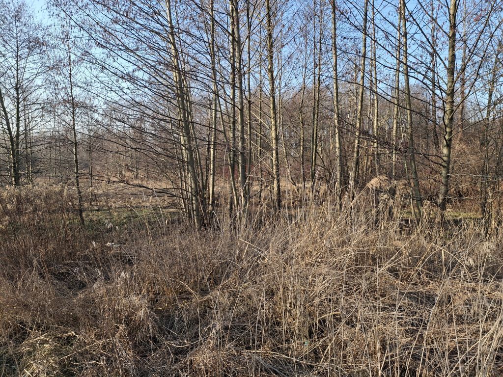 Działka o pow. 8273 m² Radziejowice-Parcel - zdjęcie 2