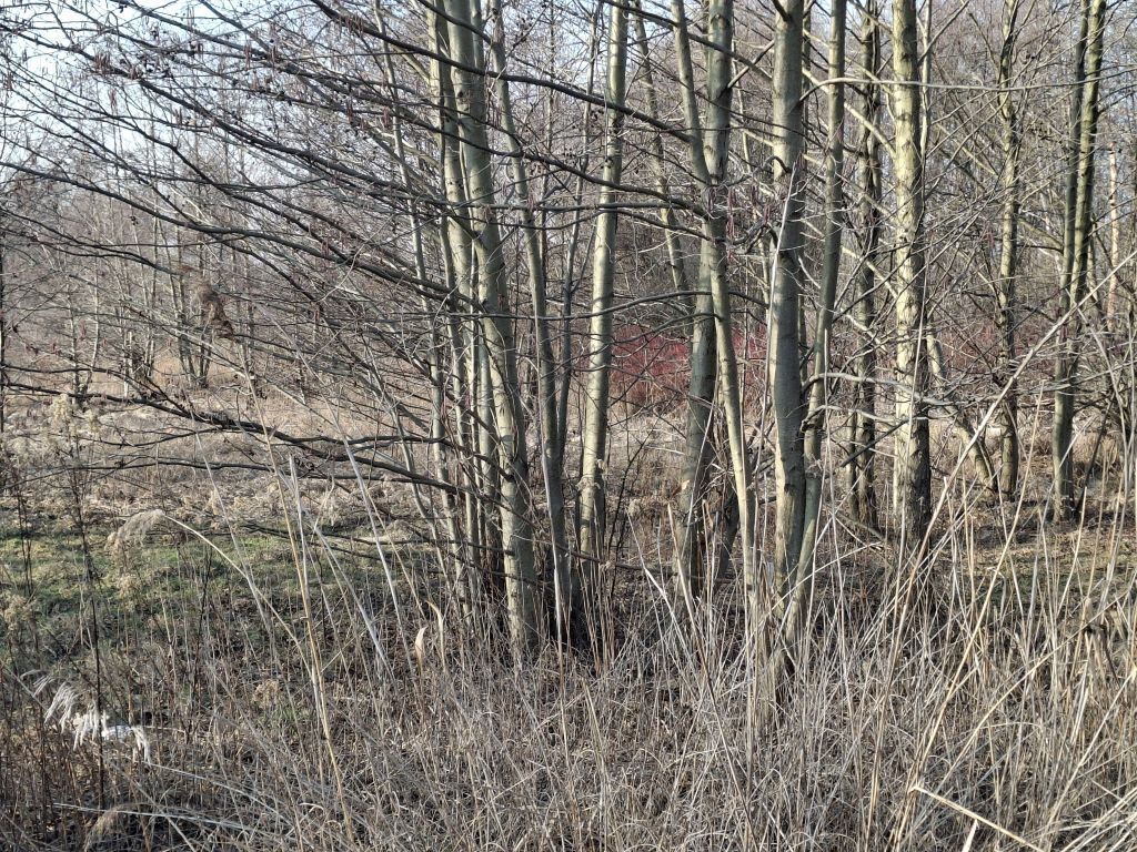 Działka o pow. 8273 m² Radziejowice-Parcel - zdjęcie 4