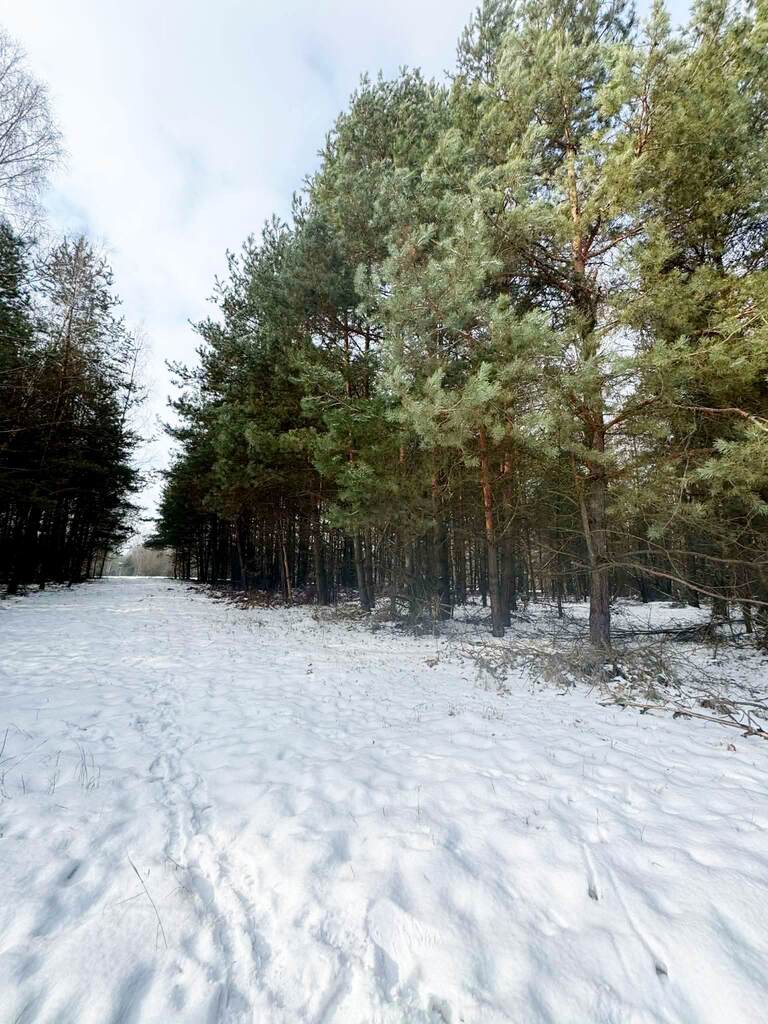Na sprzedaż ponad hektar lasu – Baranów /lubelski - zdjęcie 2