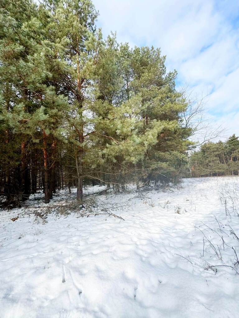 Na sprzedaż ponad hektar lasu – Baranów /lubelski - zdjęcie 3