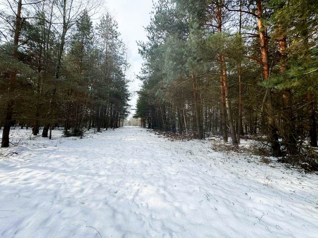 Na sprzedaż ponad hektar lasu – Baranów /lubelski - zdjęcie 4